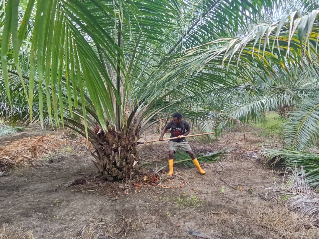 ecocycle plantation