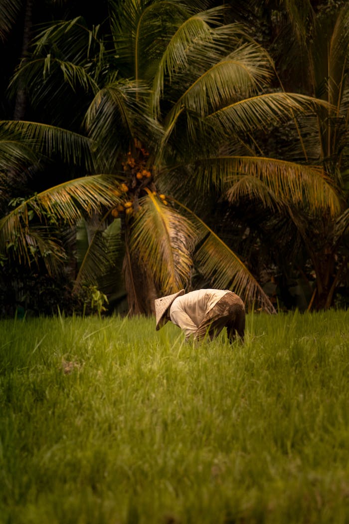 A farmer wearing a conical hat works in a verdant rice field surrounded by palm trees.