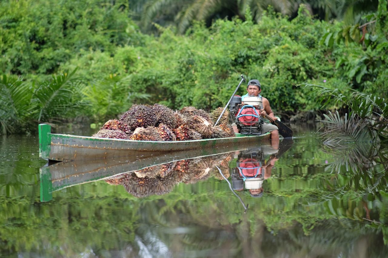 Services Man transports palm oil fruits on boat through lush Indonesian plantation river.
